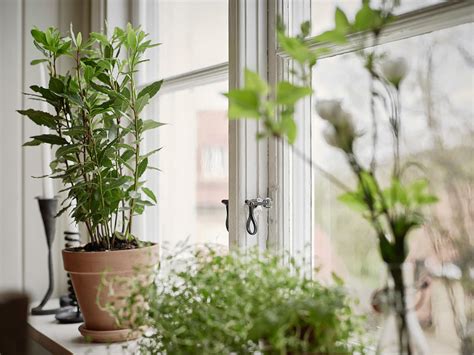 窗台 植物